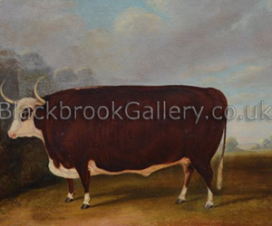 Hereford Heifer Hereford Heifer