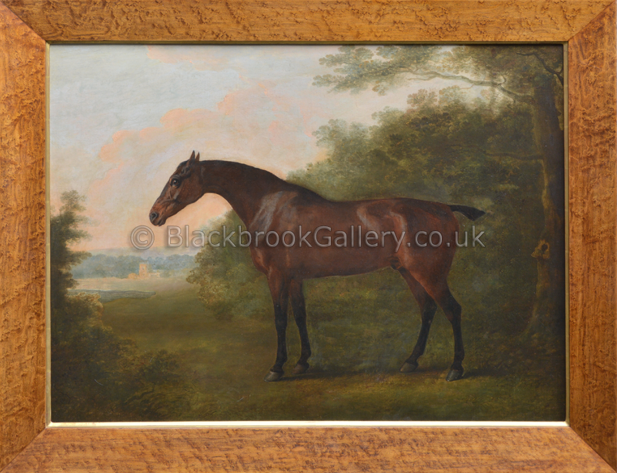 Bay Gelding in a landscape