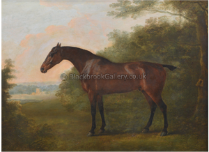 Bay Gelding Bay Gelding