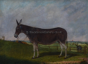 The winner of the Donkey Derby featured image