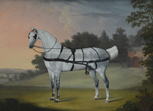 ‘Beauty’. Portrait of a carriage horse.