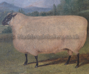 Earl of Shrewsbury Shropshire Ram