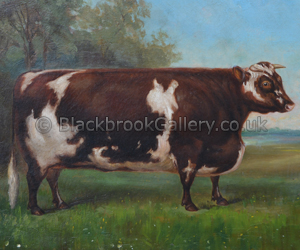 Forget me-not Shorthorn Heifer