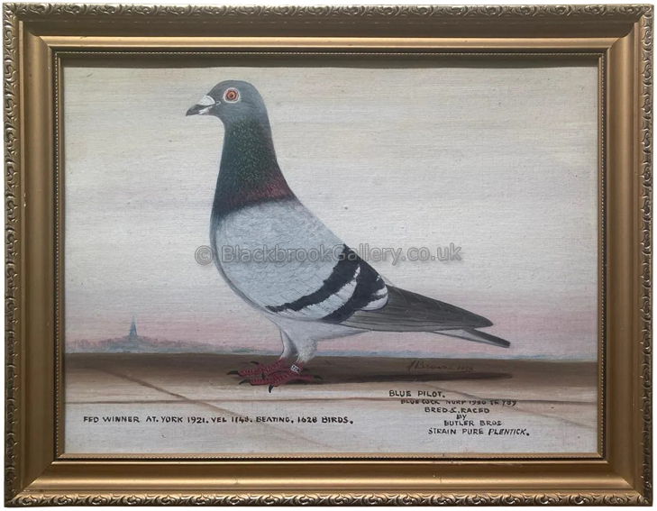 Antique Pigeon Painting, Blue Pilot Framed