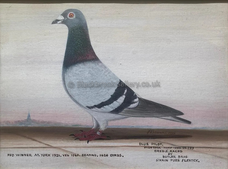 Antique Pigeon Painting, Blue Pilot