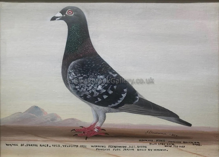 Antique Pigeon Painting, Hornsey King