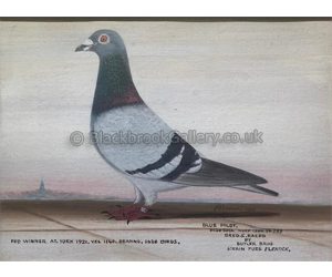 ‘Blue Pilot’ Racing Pigeon