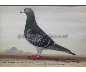 ‘Hornsey King’ Racing Pigeon