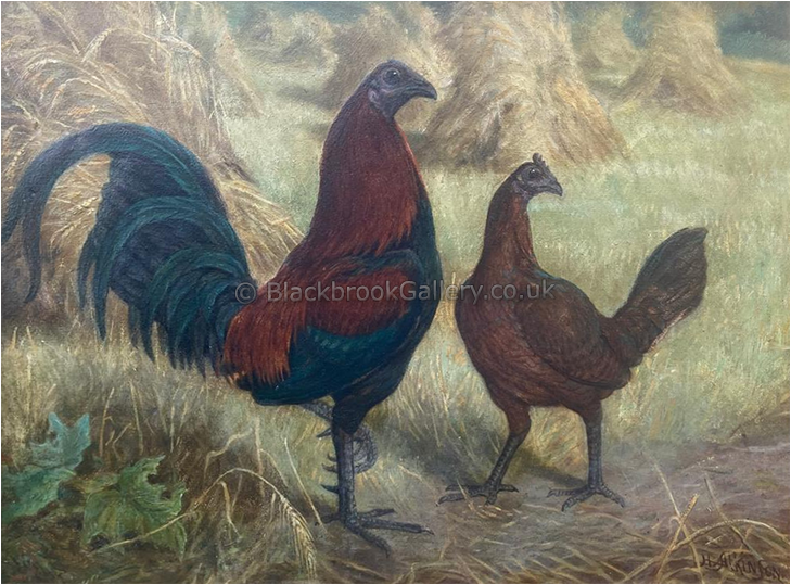 Black Breasted Black Red Old English Game Pair