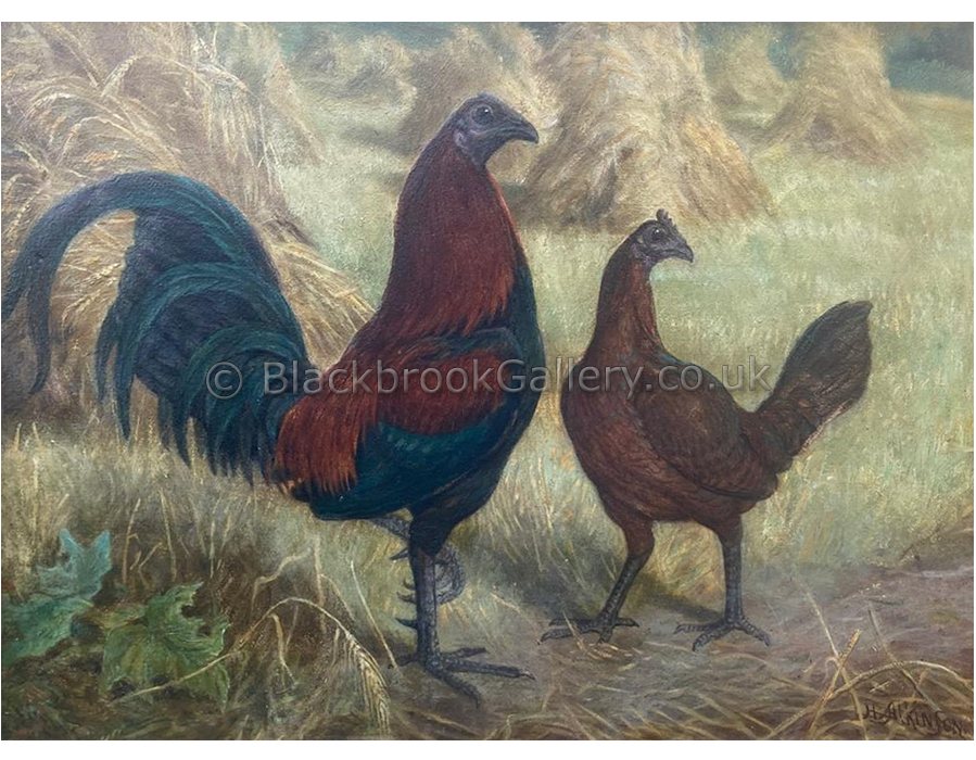 Black breasted black red old English game pair main