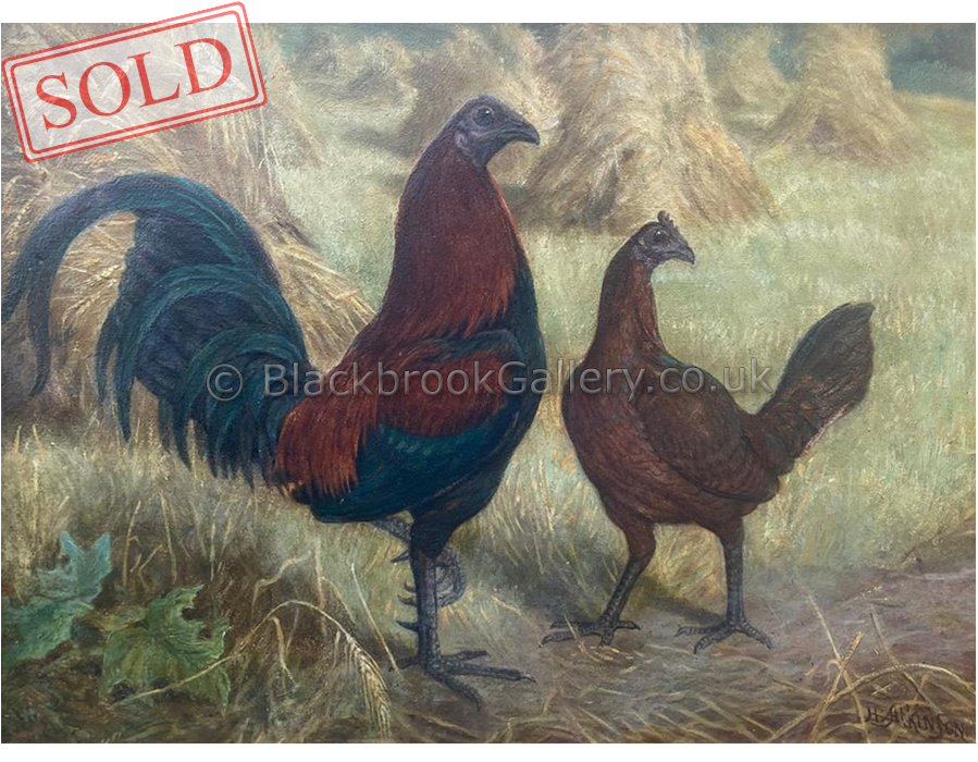 Black breasted black red old English game pair sold Black breasted black red old English game pair sold