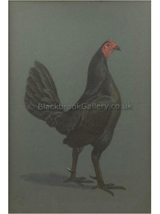 Black Hencock main