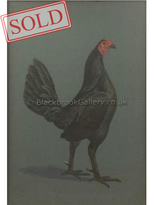Black hencock sold