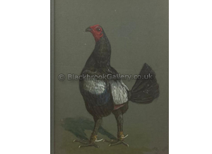 Dark Grey Cock
