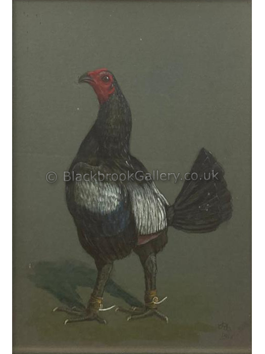 Dark grey cock main