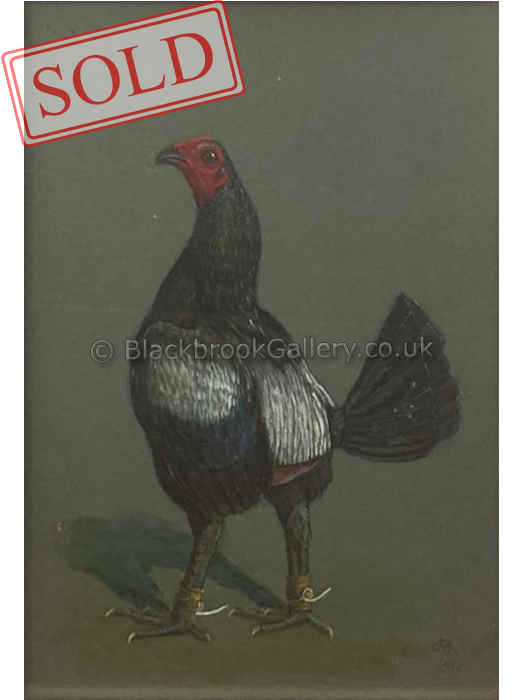 Dark grey cock sold