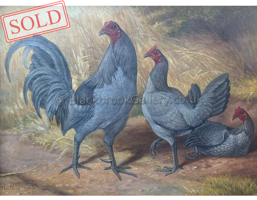 Dun breasted blue dun old English game sold