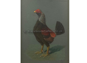 Muff Cock