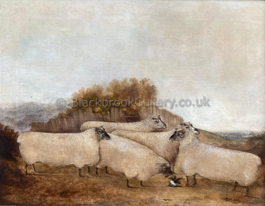 Five Cotswold x Hampshire Down Shearlings