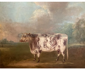 Shorthorn Heifer