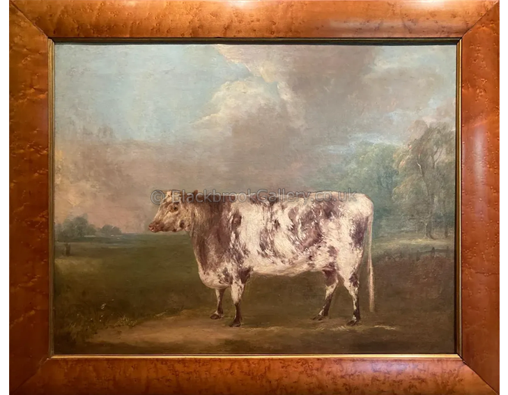 Shorthorn Heifer framed